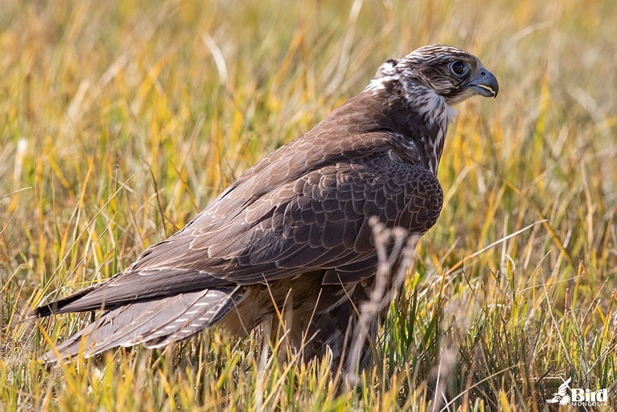 saker-falcon-facts