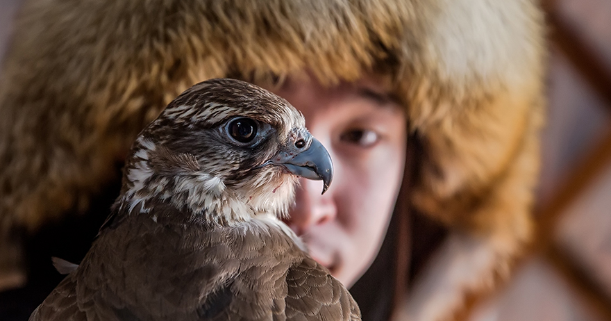Saker-falcon-is-a-national-bird-of-mongolia