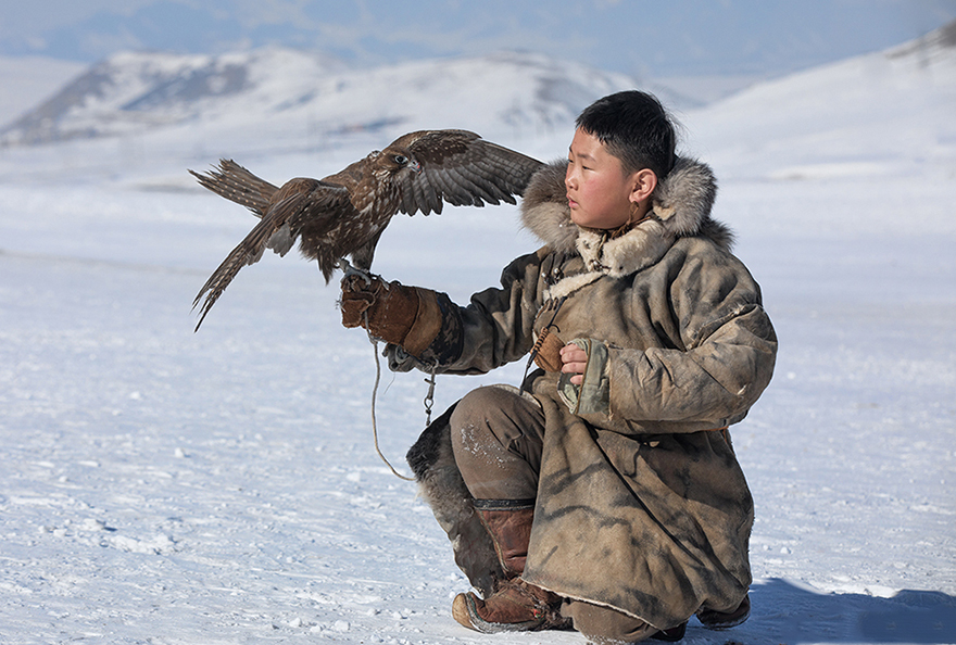 saker falcon national bird of mongolia