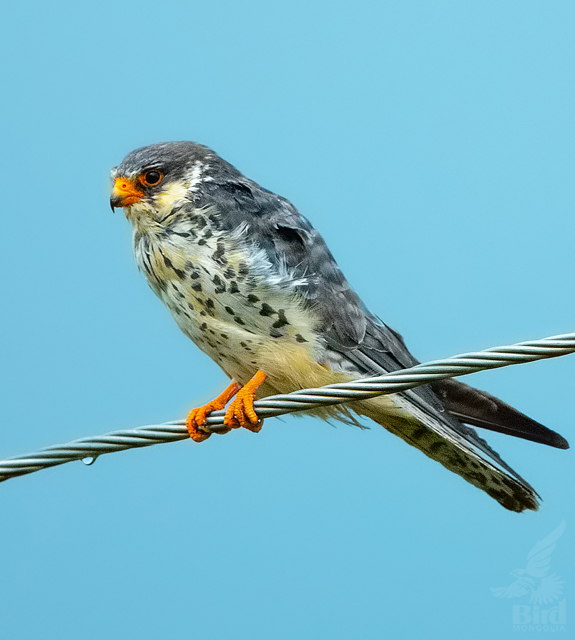 amur-falcon-bird-mongolia-gallery