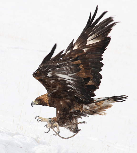 golden-eagle-falconry-mongolia-winter-tour