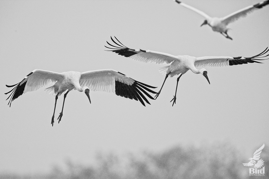 siberian cranes in flight picture 