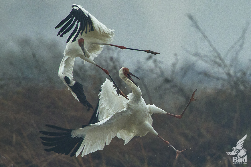 siberina crane fighting